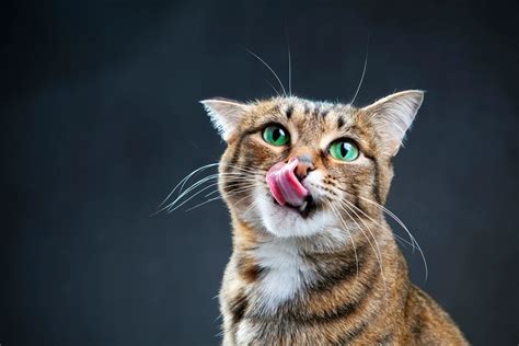 kedilerin dili dışarda nefes alması